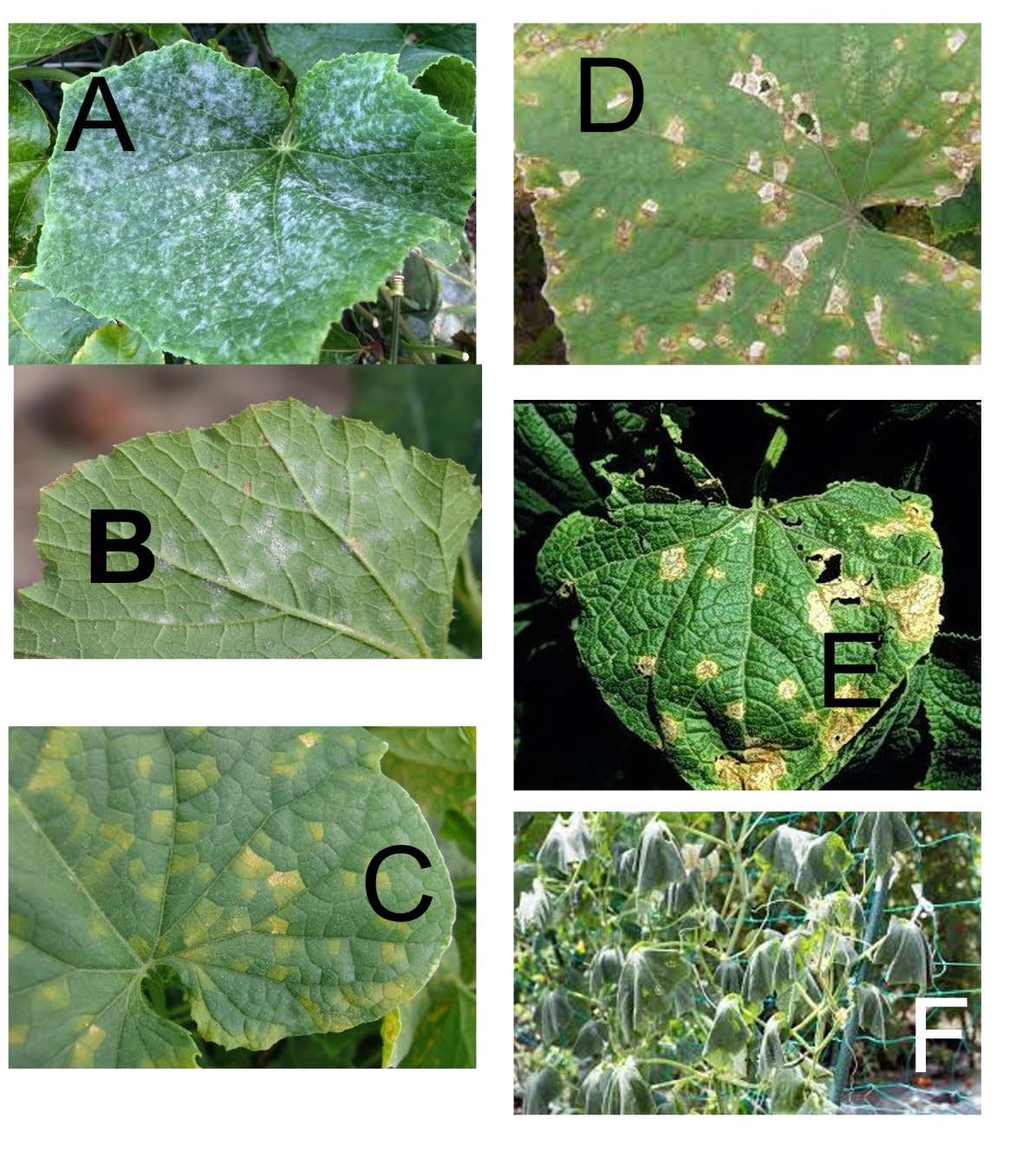 Cucumber Greauxing Guide 